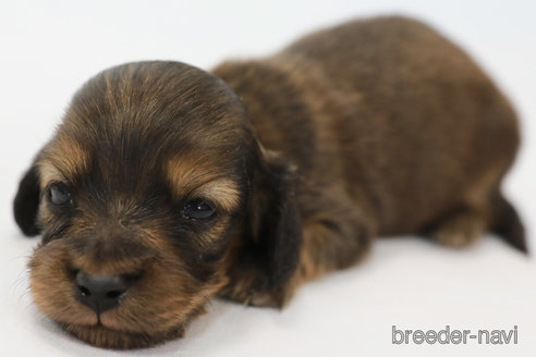 成約済の神奈川県のミニチュアダックスフンド(ロングヘアード)-313801の1枚目